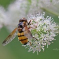 Volucella inanis, hoverfly, male, Alan Prowse